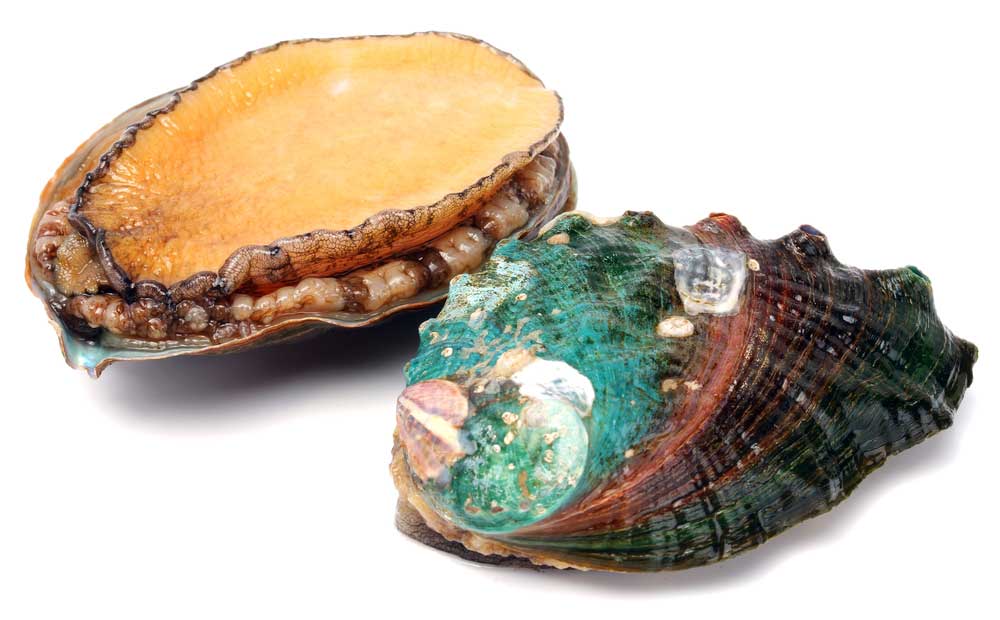 picture of abalone