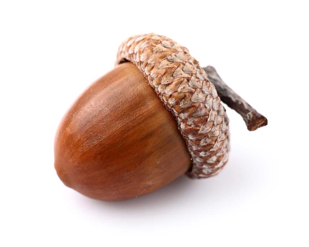 picture of acorn