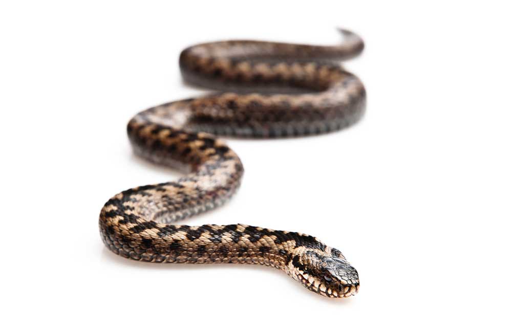 picture of adder