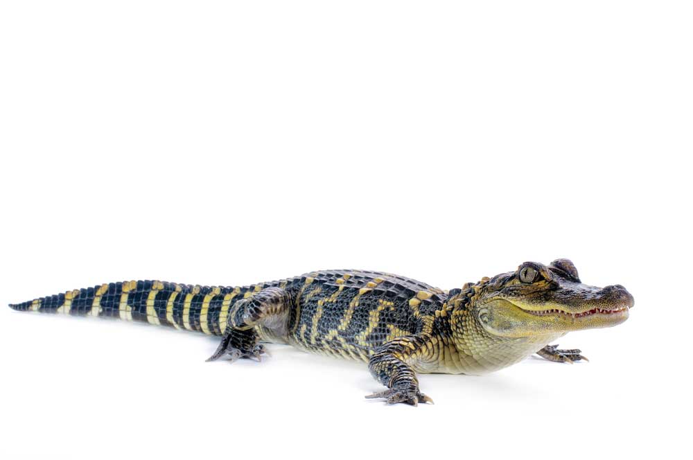 picture of alligator