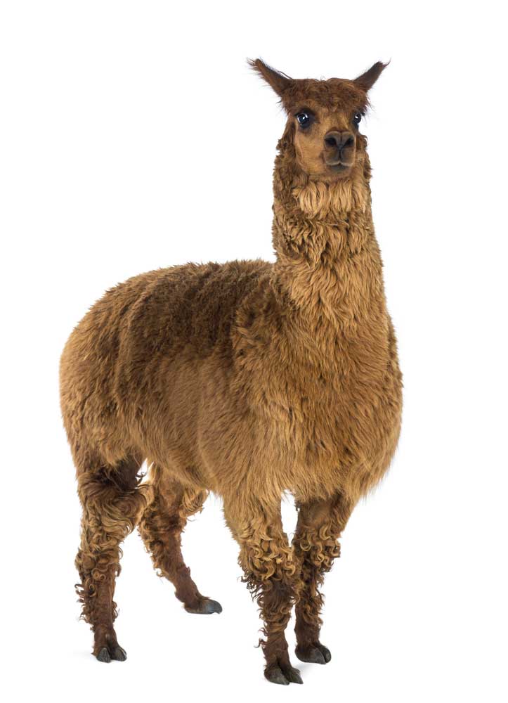 picture of alpaca