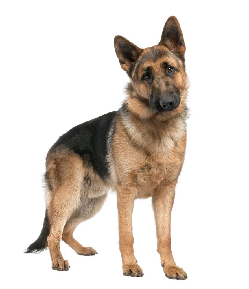 picture of Alsatian