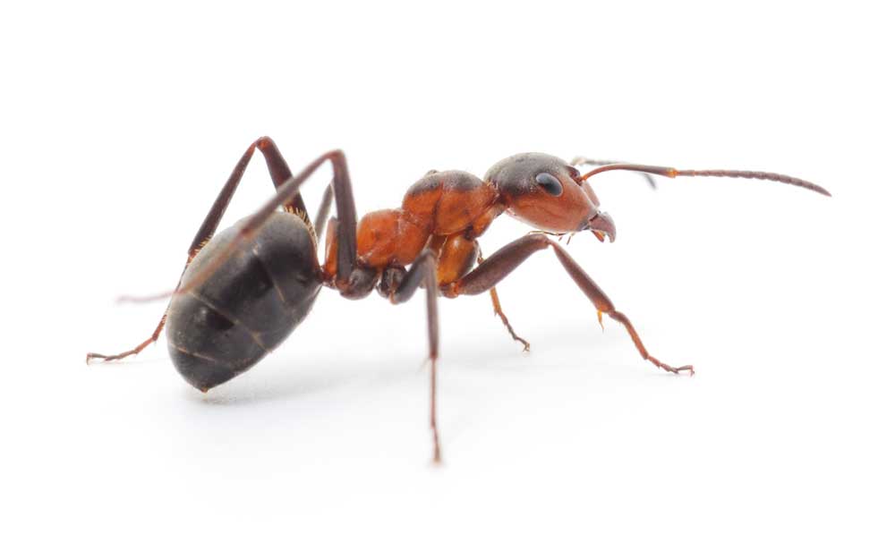 picture of ant