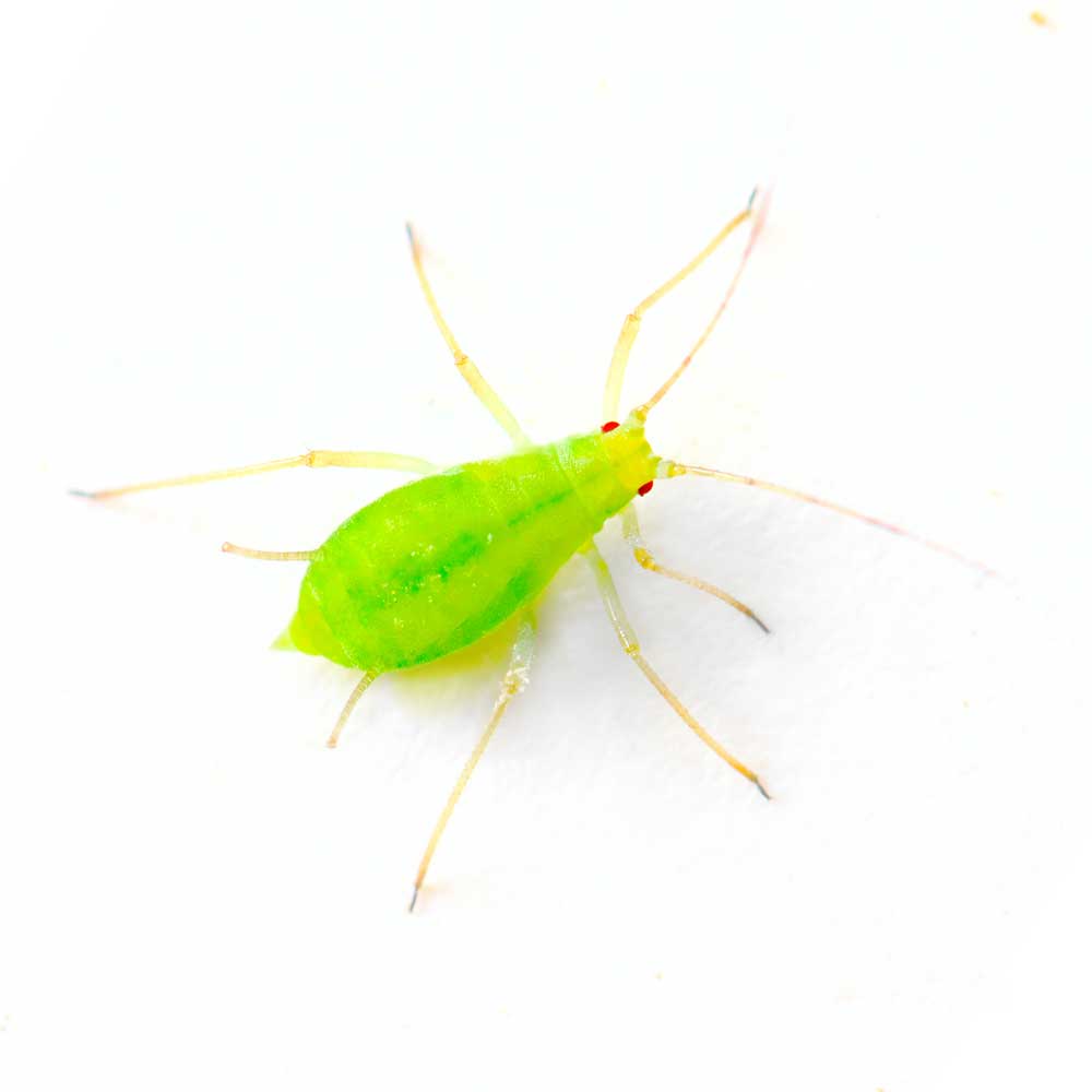 picture of aphid