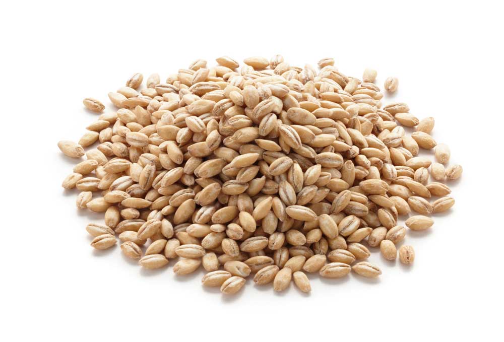 picture of barley