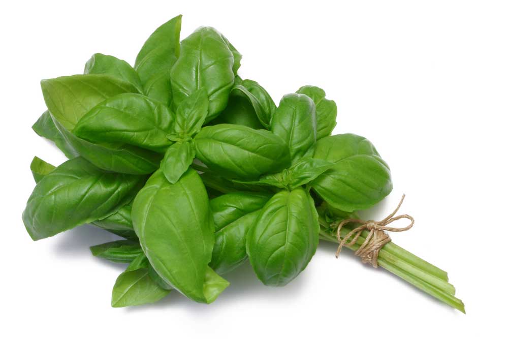 picture of basil