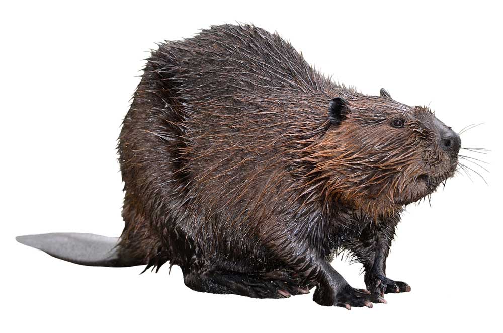 picture of beaver