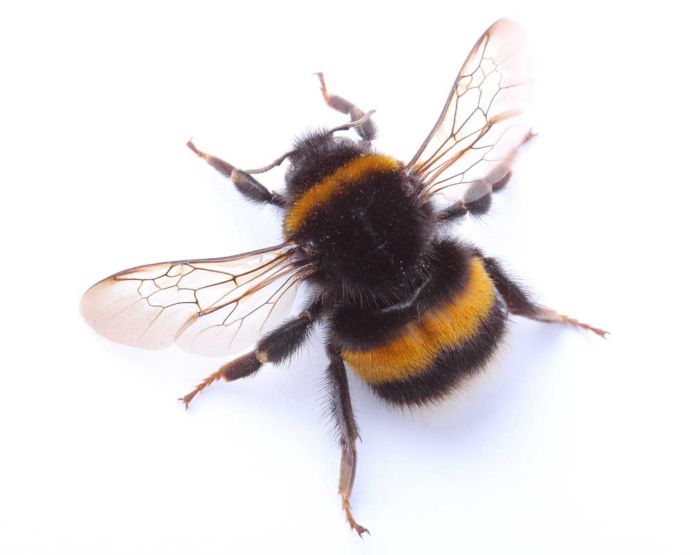 picture of bee