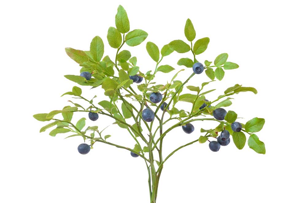 picture of bilberry