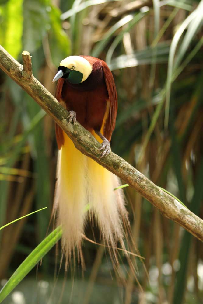 picture of bird of paradise