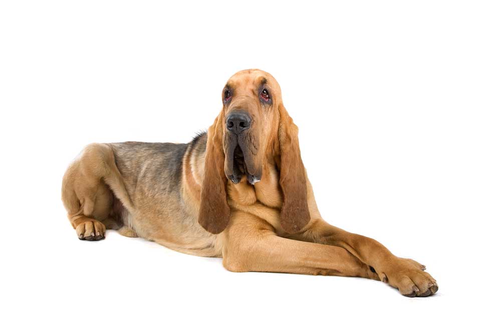 picture of bloodhound