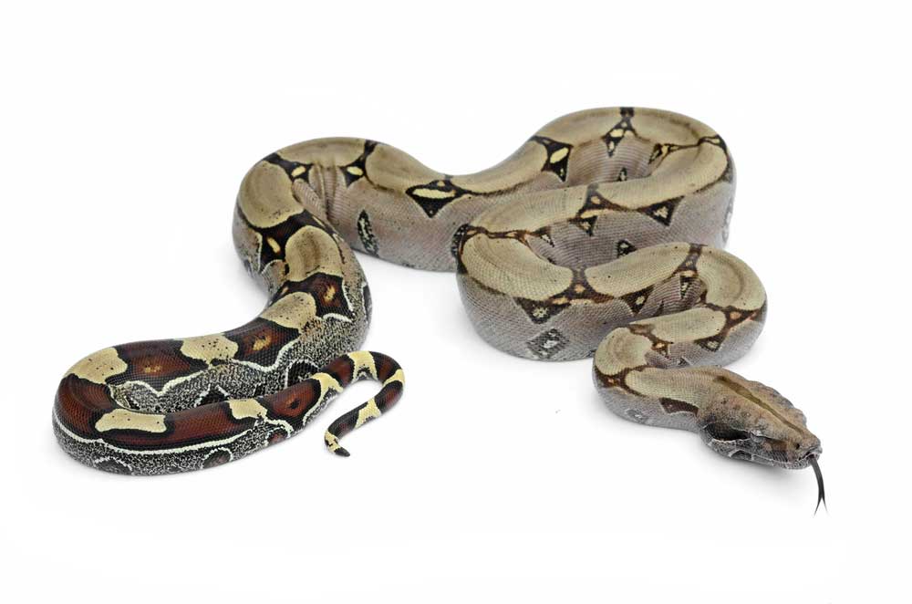 picture of boa constrictor