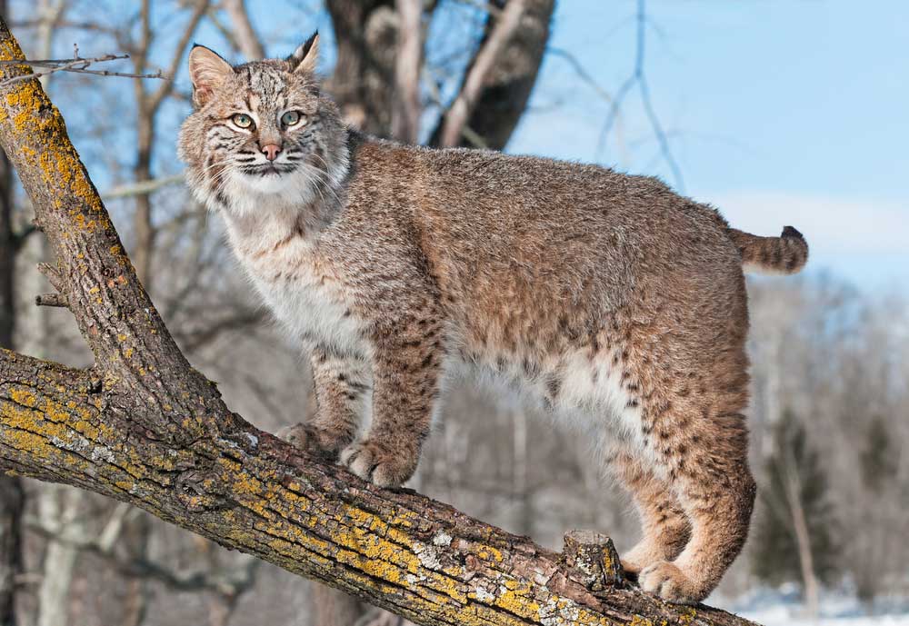 picture of bobcat