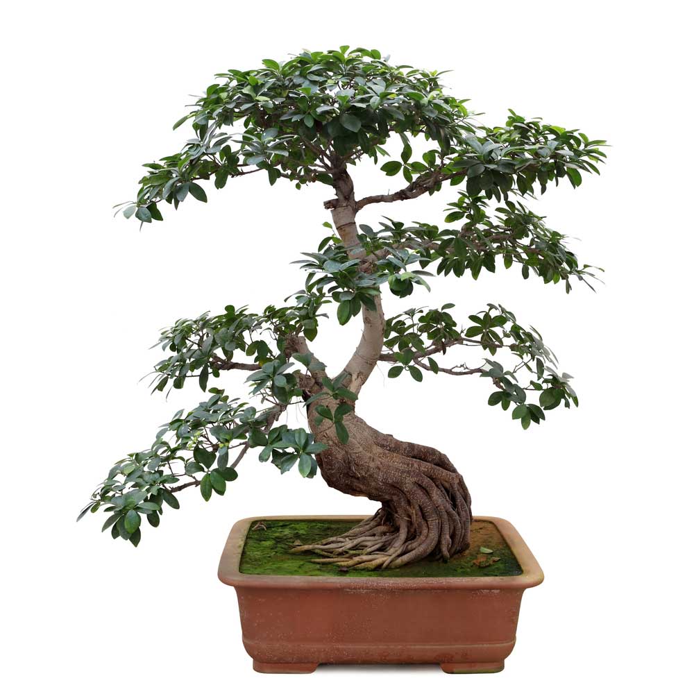 picture of bonsai