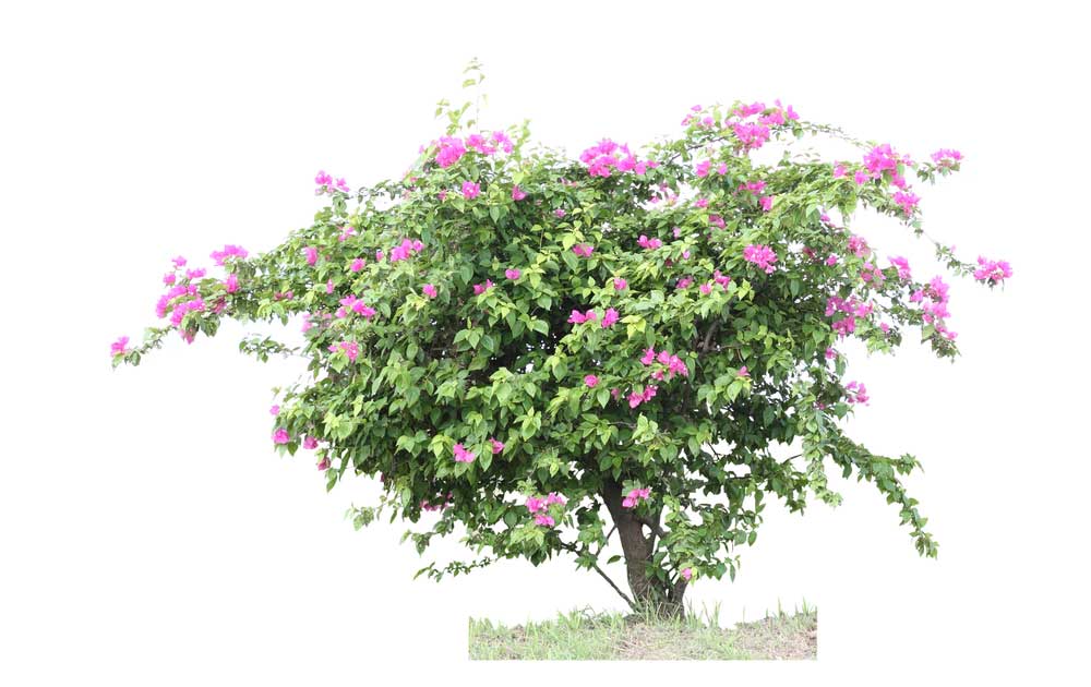 picture of bougainvillea