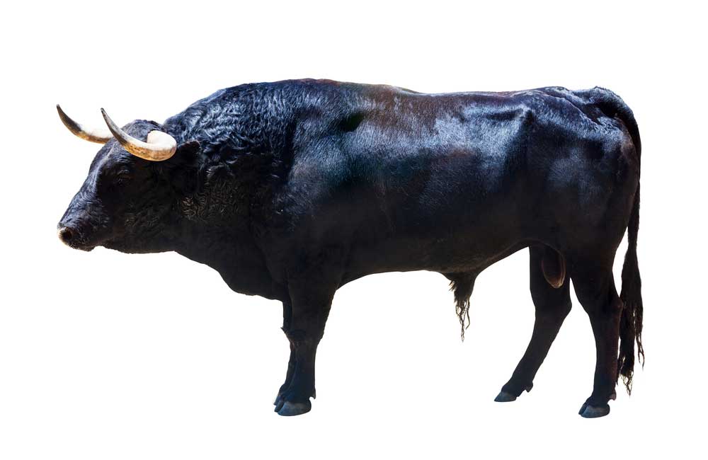 picture of bull