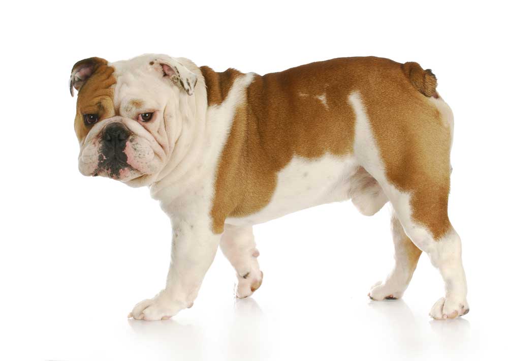 picture of bulldog