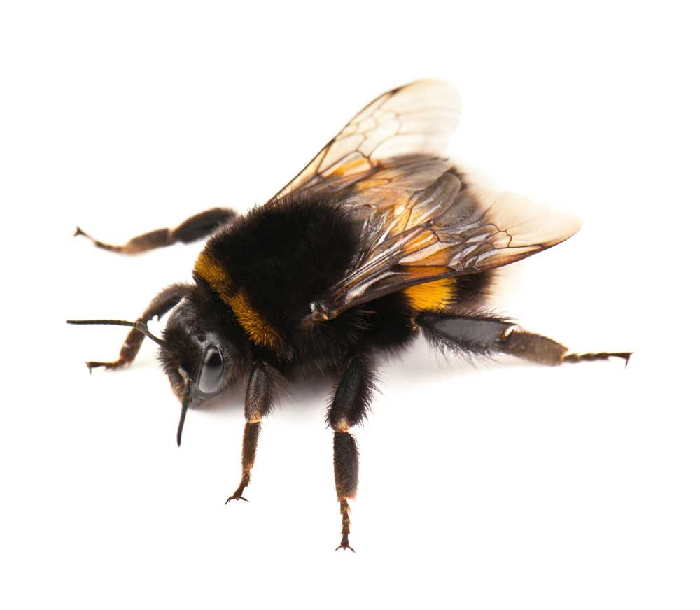 picture of bumblebee