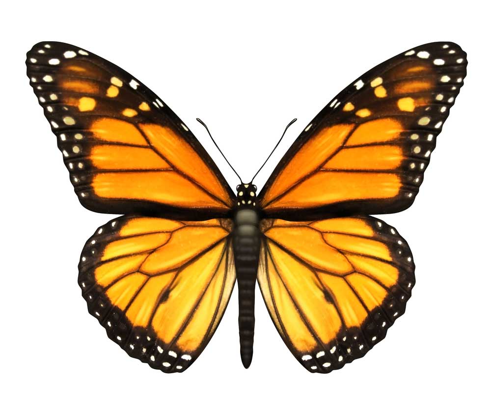 picture of Butterfly