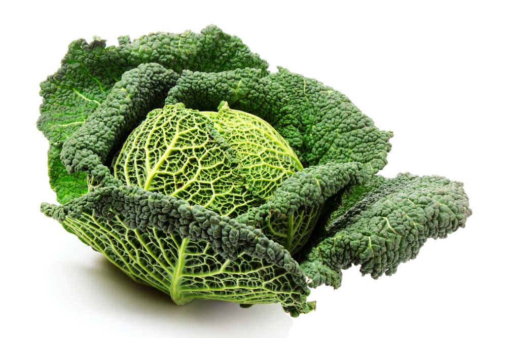 picture of cabbage