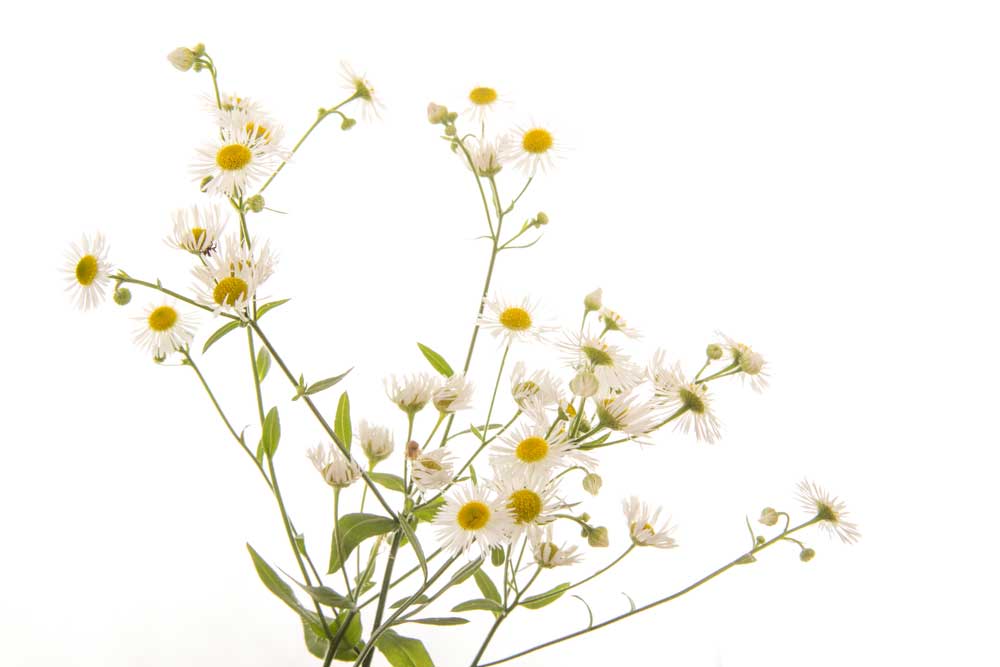 picture of camomile