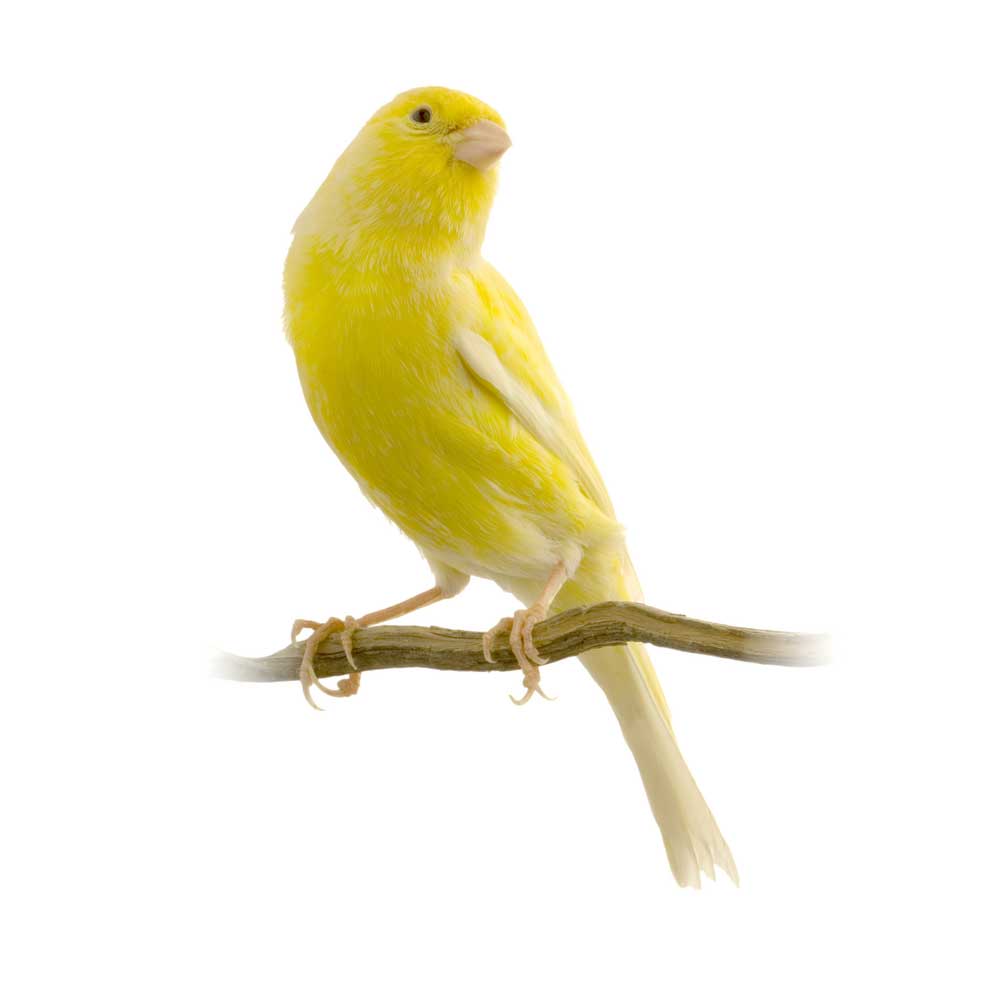 picture of Canary