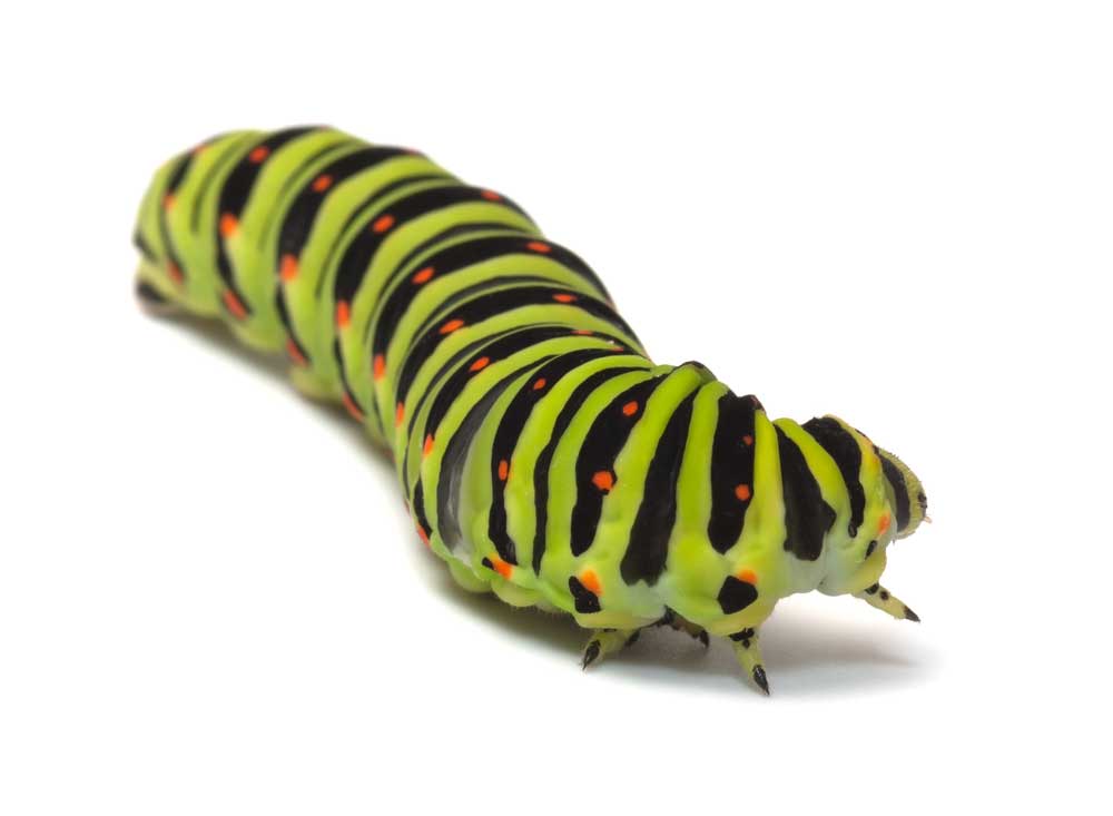 picture of caterpillar