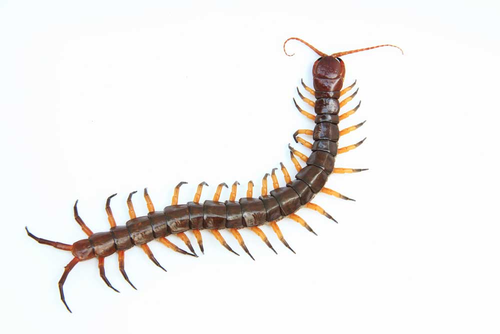 picture of centipede