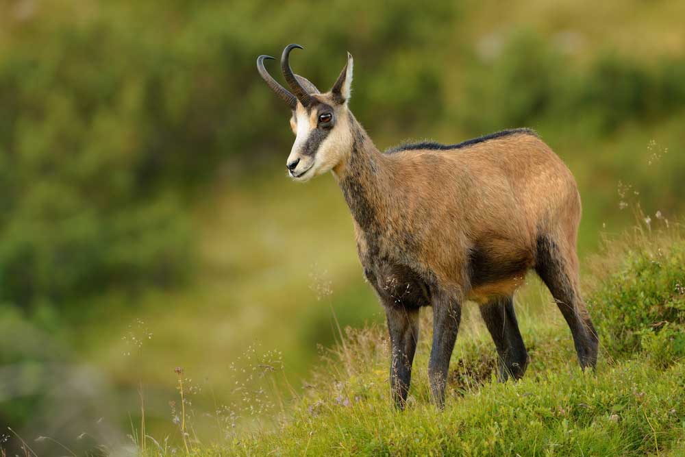 picture of chamois