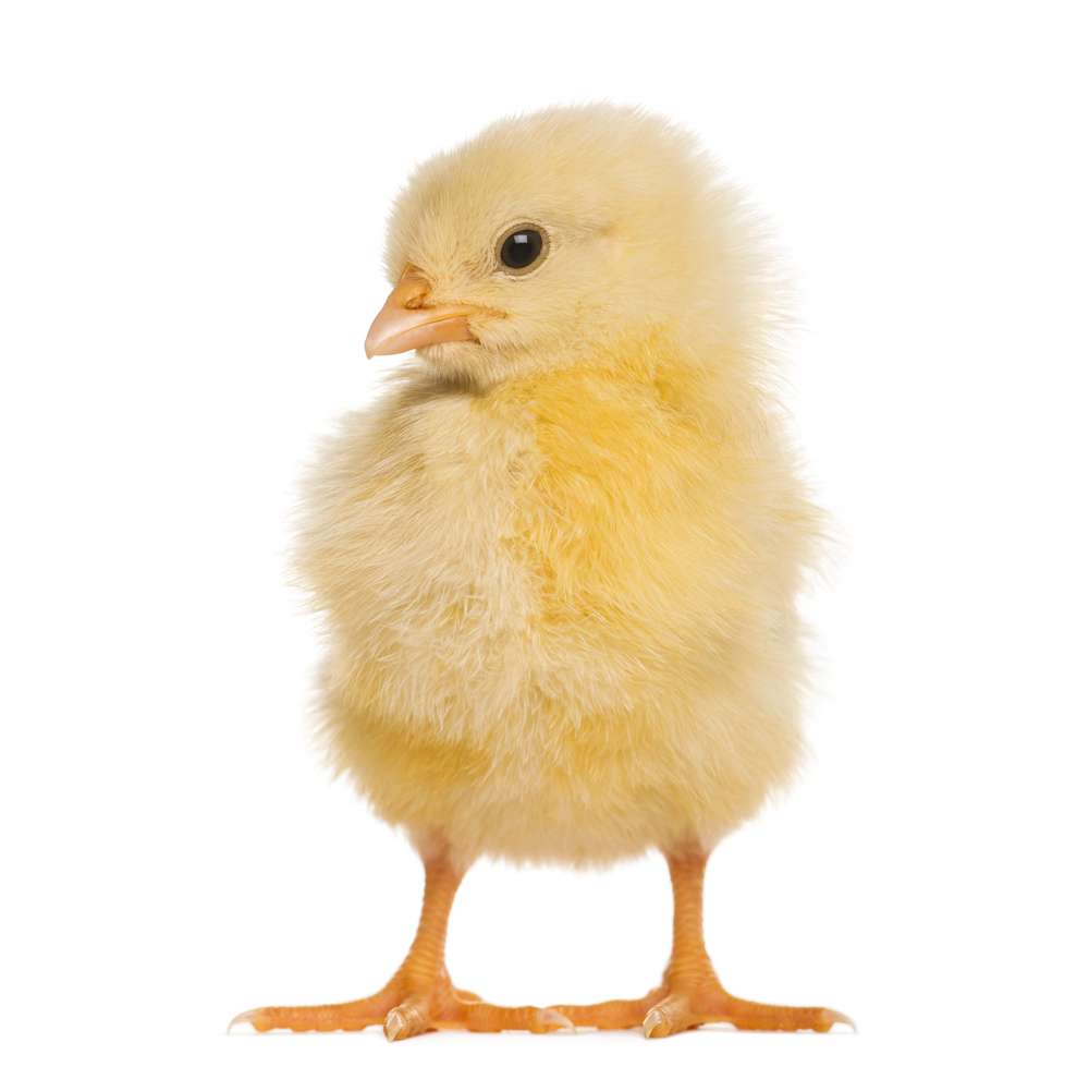 picture of chick