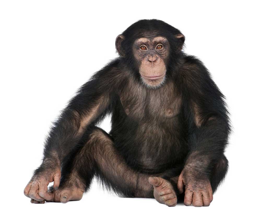 picture of chimpanzee