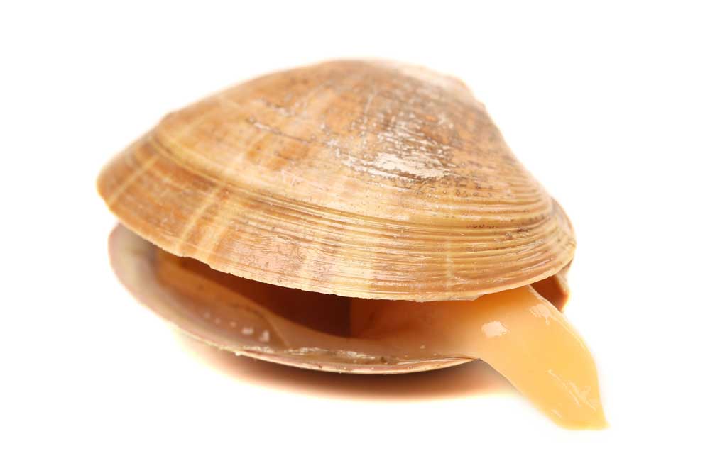 picture of clam