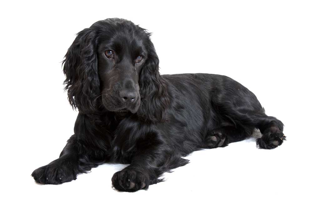 picture of cocker spaniel