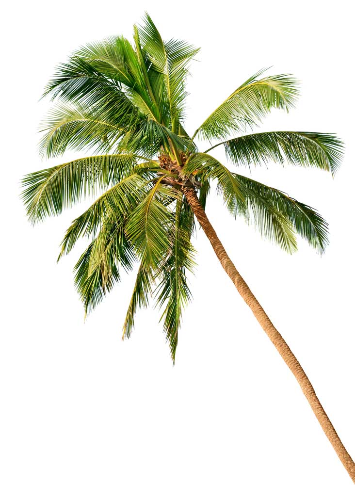 picture of coconut-palm