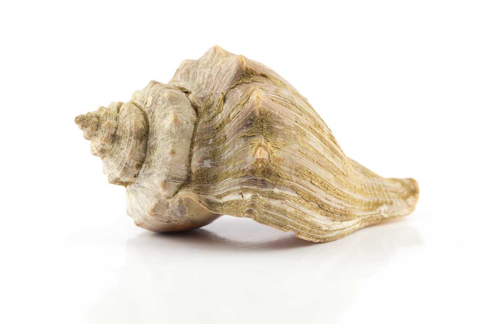 picture of conch