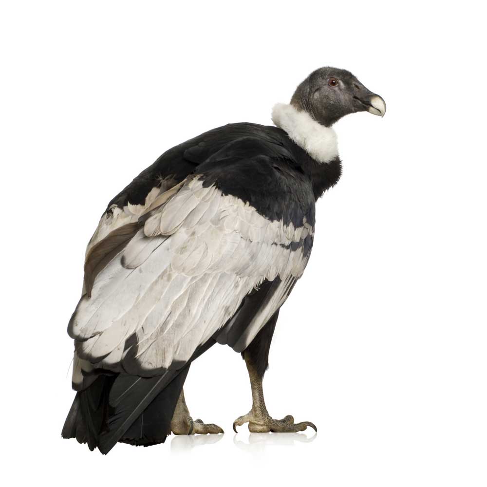 picture of condor