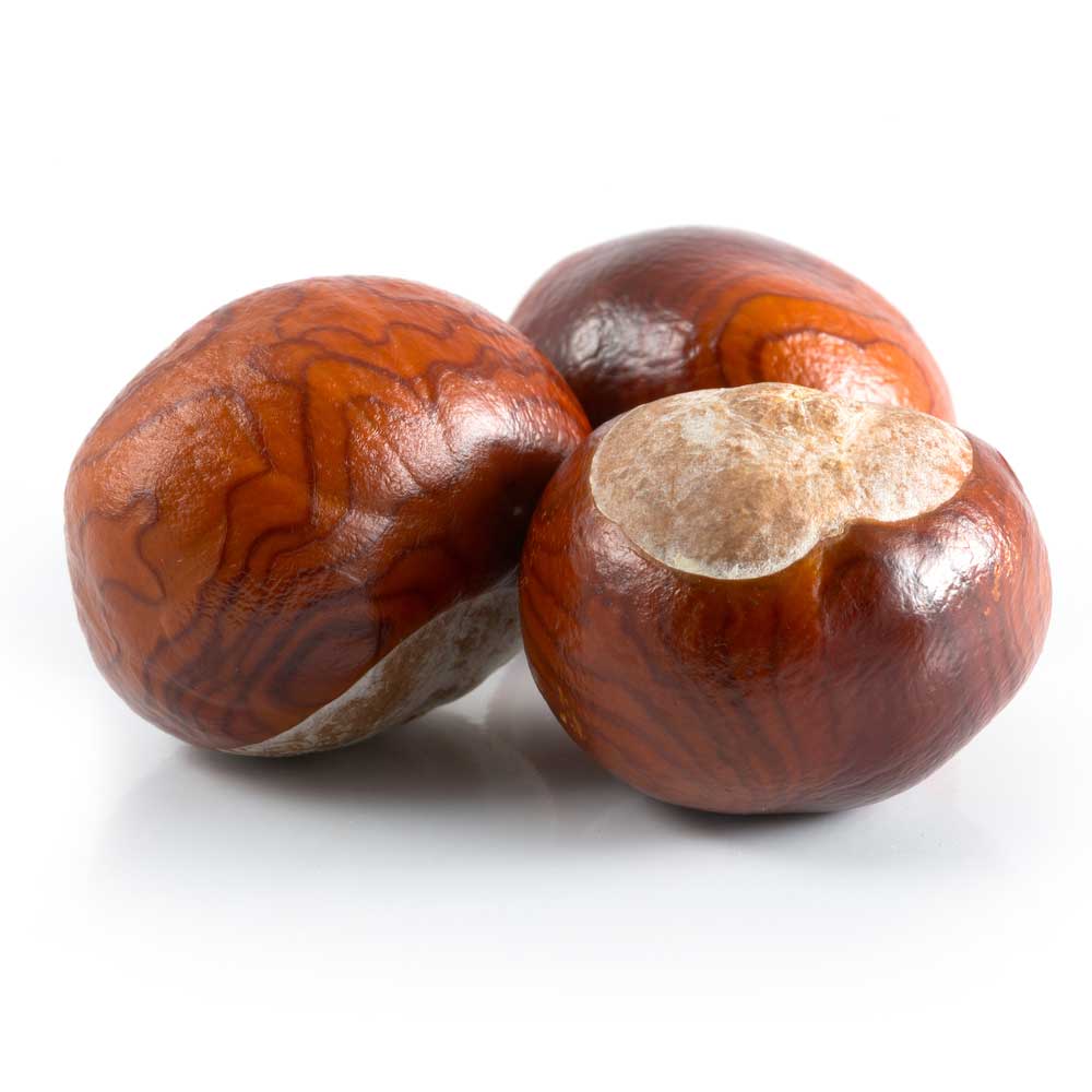 picture of conker