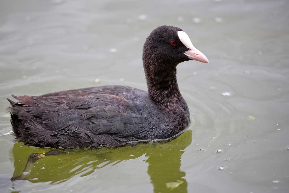 picture of coot