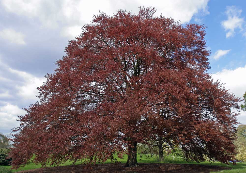 picture of copper-beech