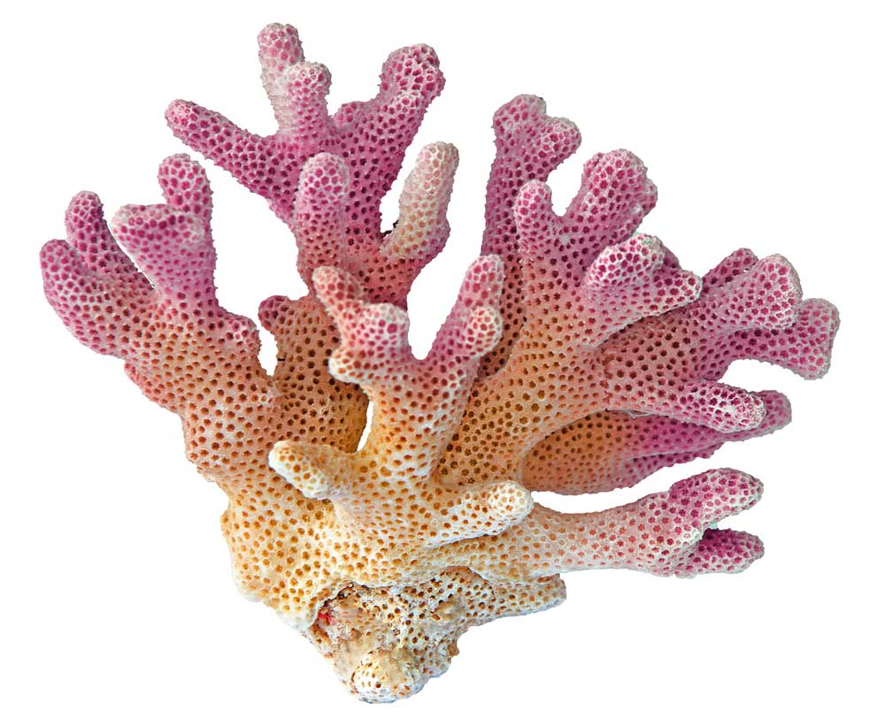 picture of Coral