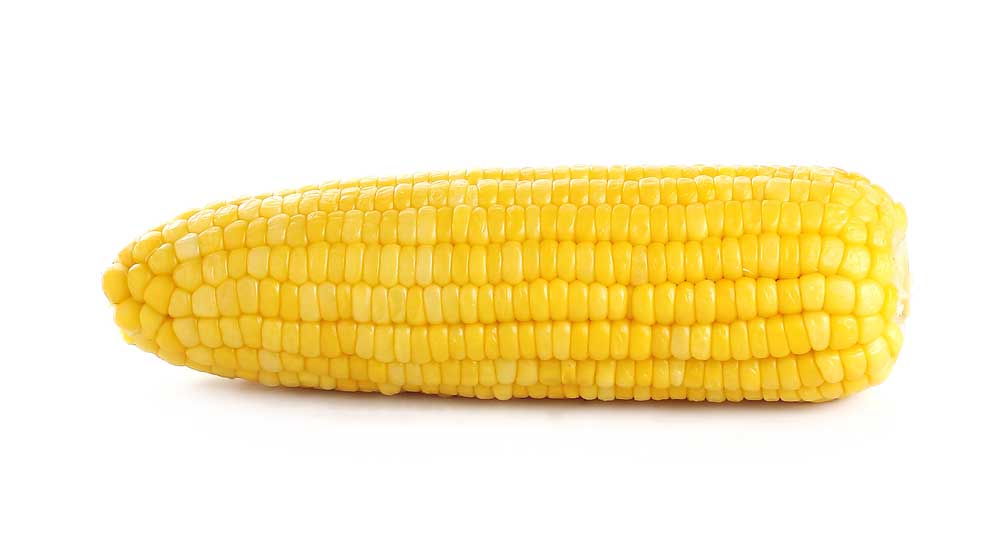 picture of corn-cob