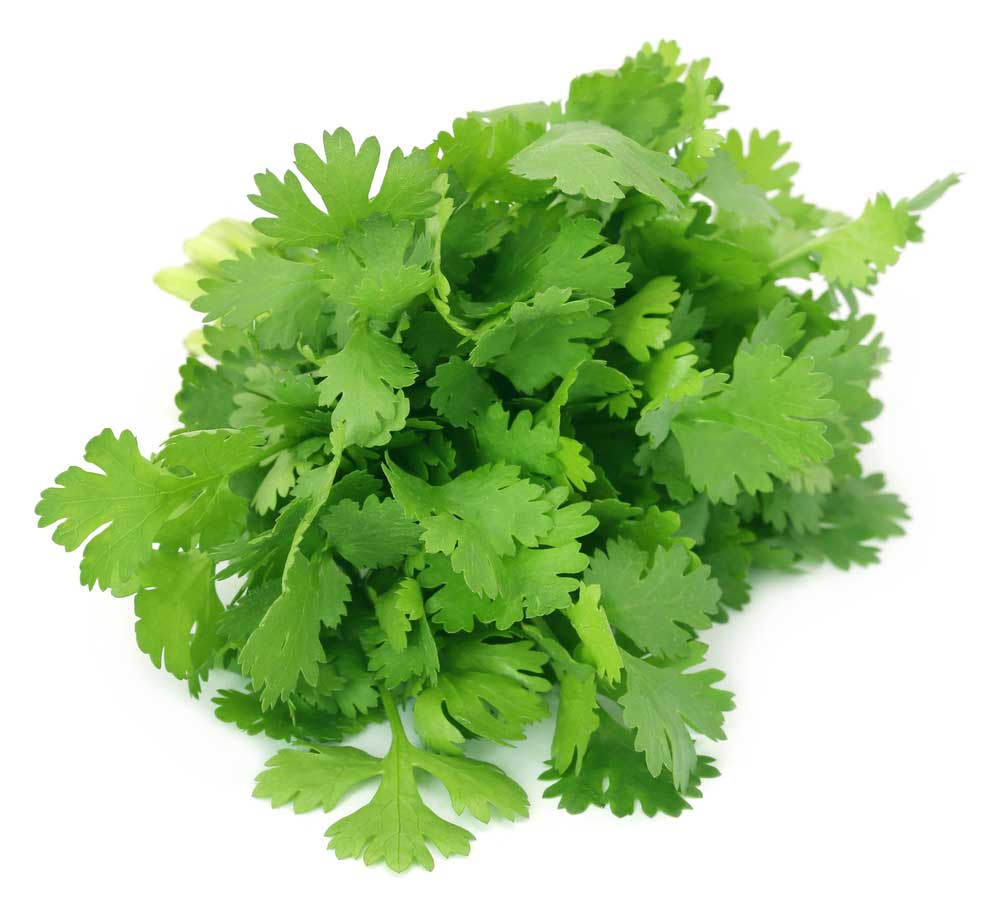 picture of coriander