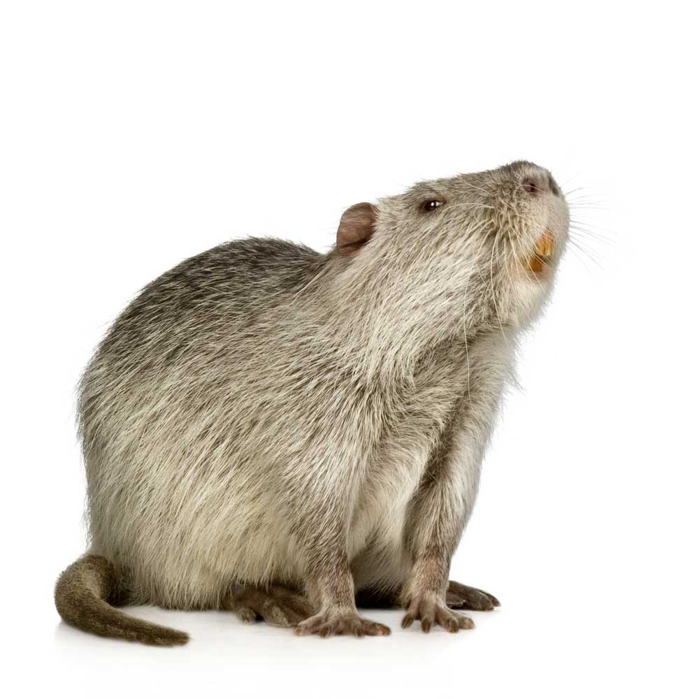 picture of coypu