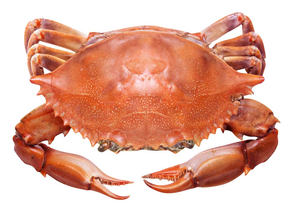 picture of crab