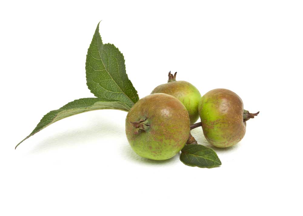 picture of crab-apple