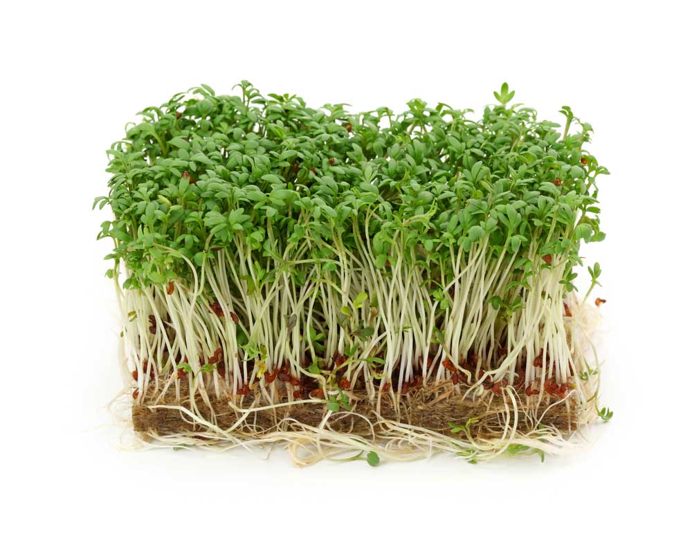 picture of cress