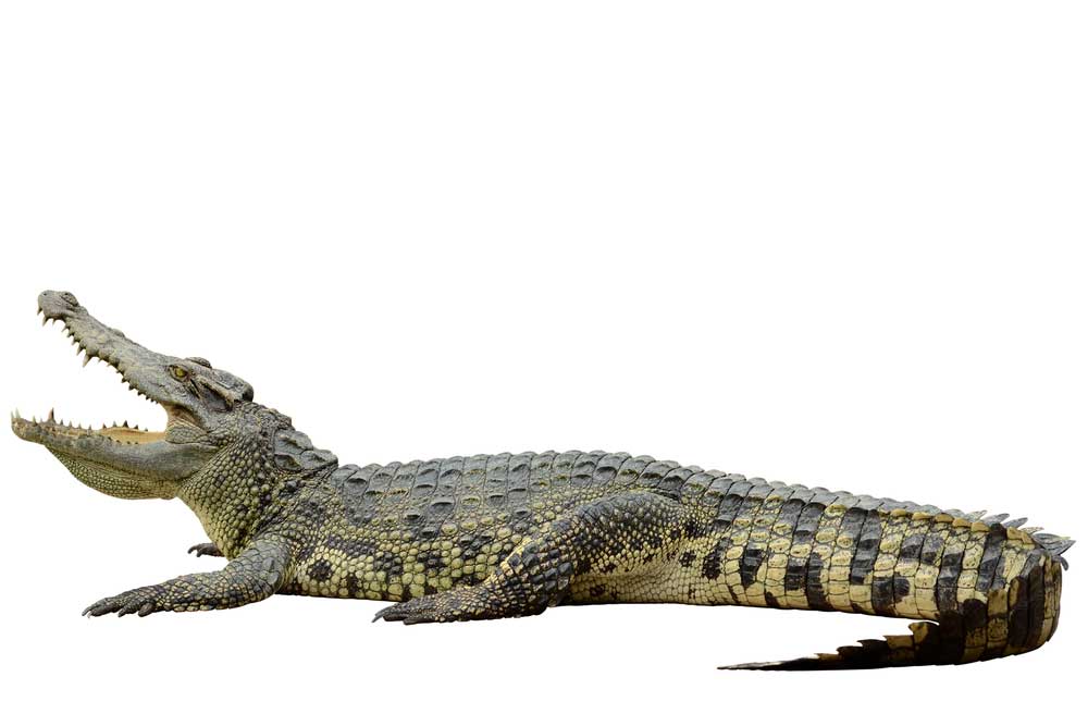 picture of crocodile