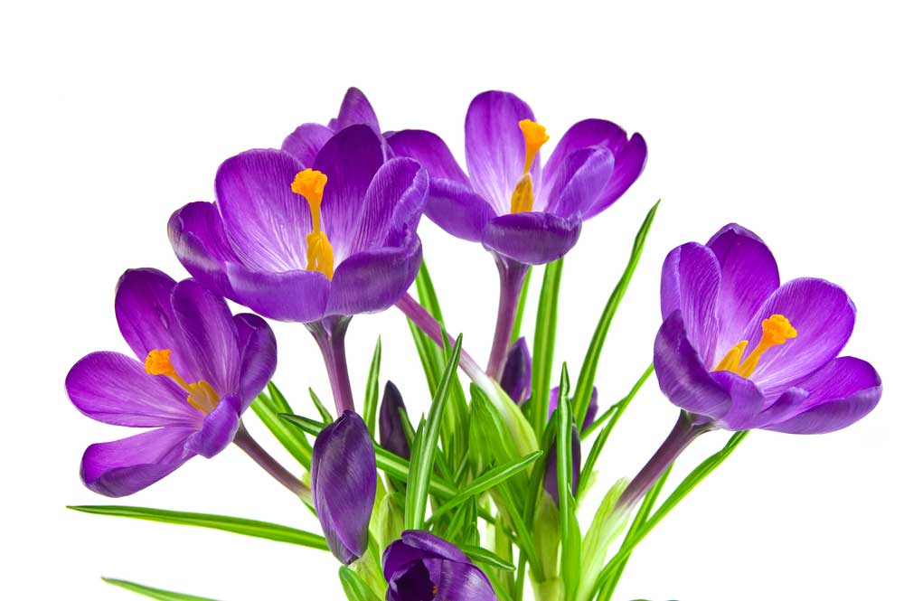 picture of crocus