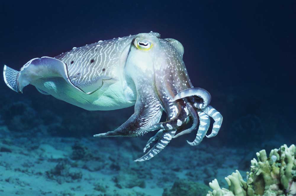 picture of cuttlefish