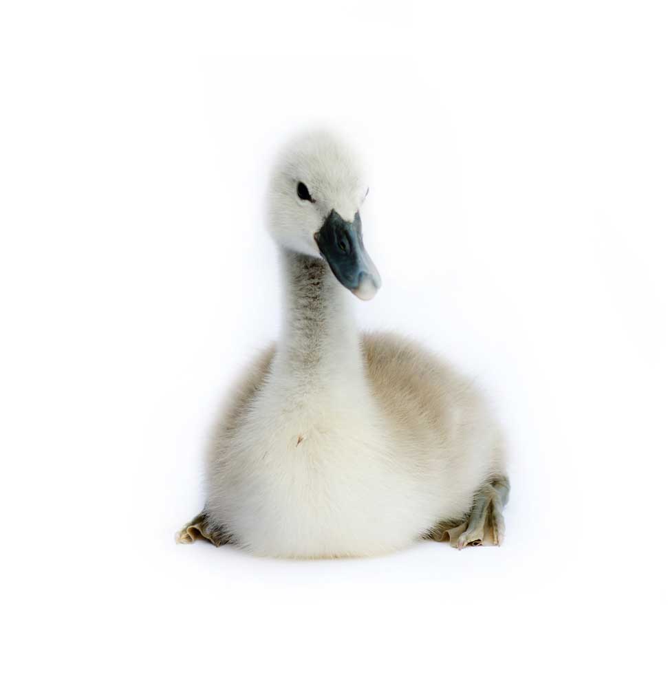 picture of cygnet